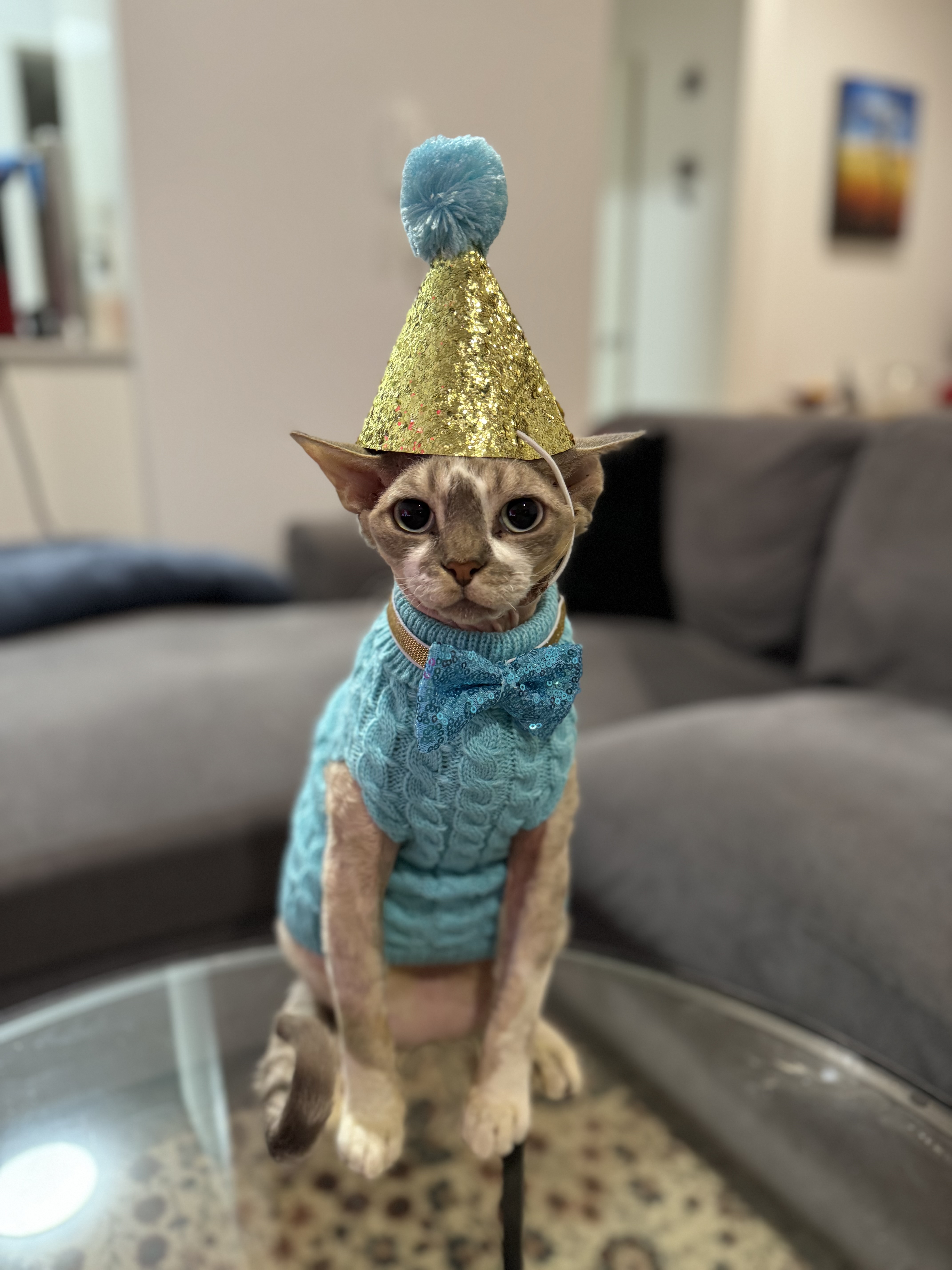 Fernando the Devon Rex cat dressed in a party hat and blue sweater