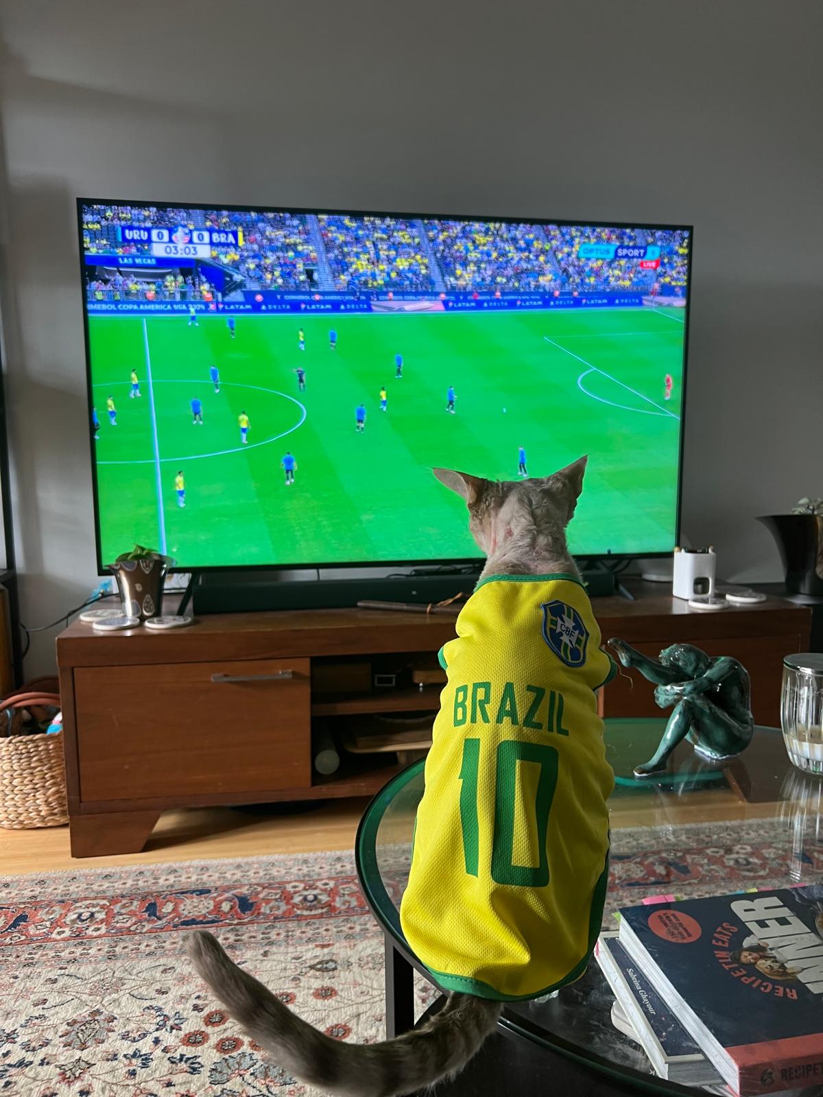 Fernando the Devon Rex watching Brazil vs Uruguay in his Brazil number 10 jersey